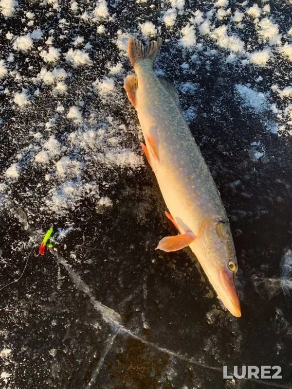 Pike — Kama, Nov 20, 2019