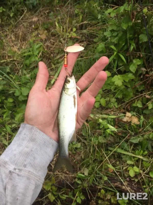 Asp, Perch — Kaliningradskaya oblast, Jul 04, 2019