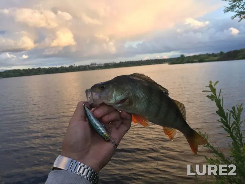Perch — Kaliningradskaya oblast, Jul 03, 2019