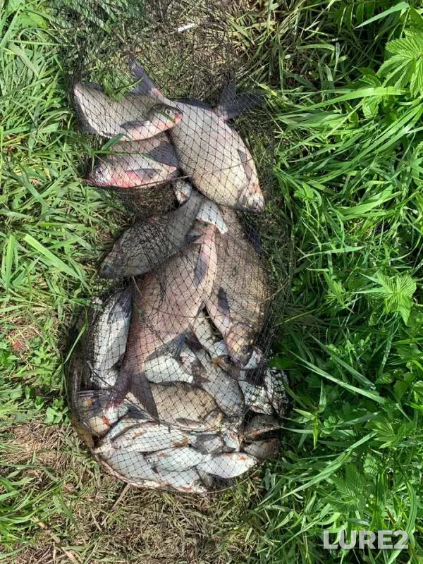 Bream, Roach — Deyma, May 21, 2019