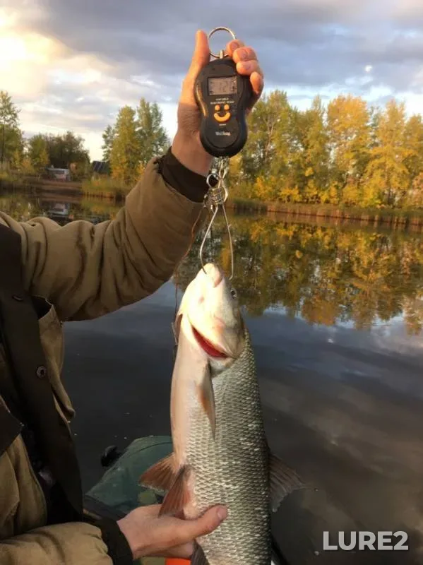 Asp, Pike — Samara, Sep 09, 2019