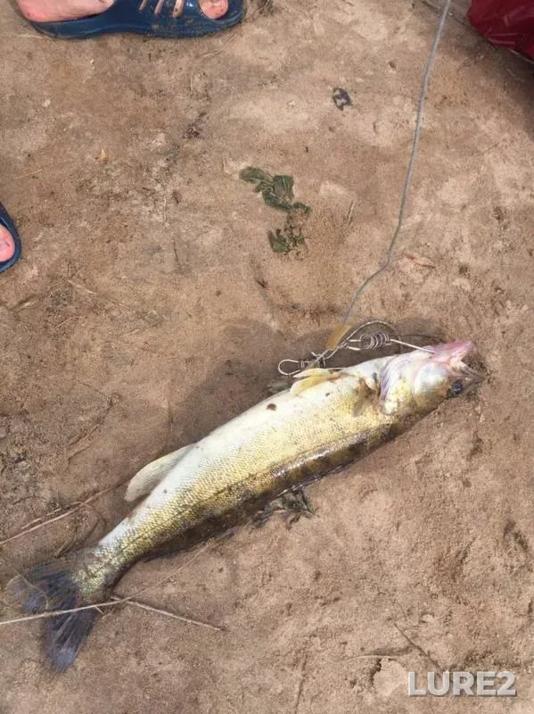 Pike, Zander — protoka Guselki, Sep 06, 2019