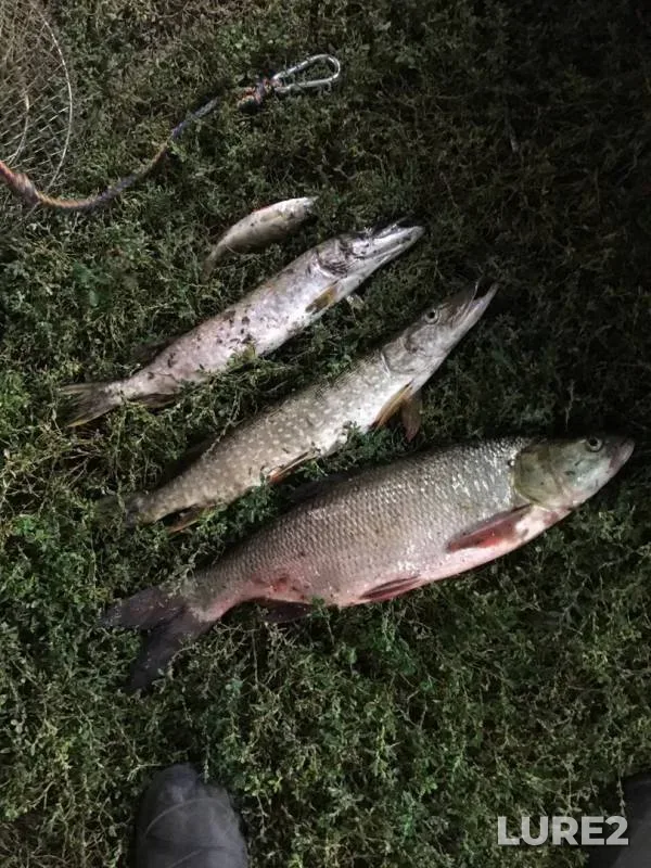 Asp, Perch — Belaya, Sep 15, 2019