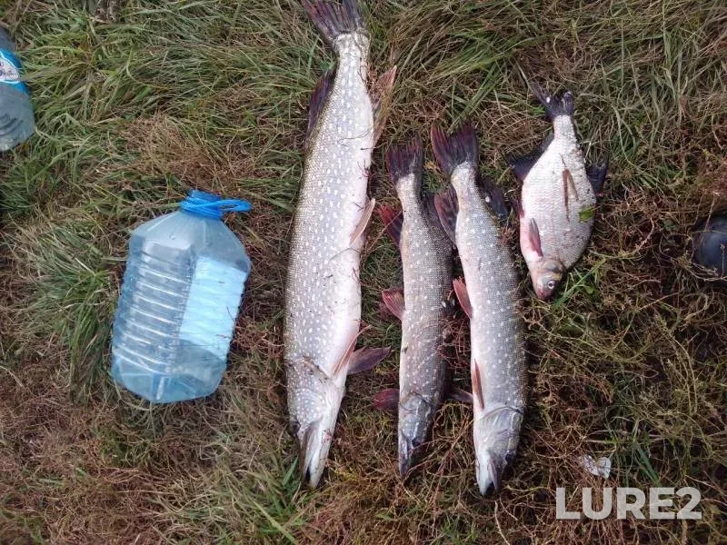 Bream, Pike — Upa, Sep 22, 2019