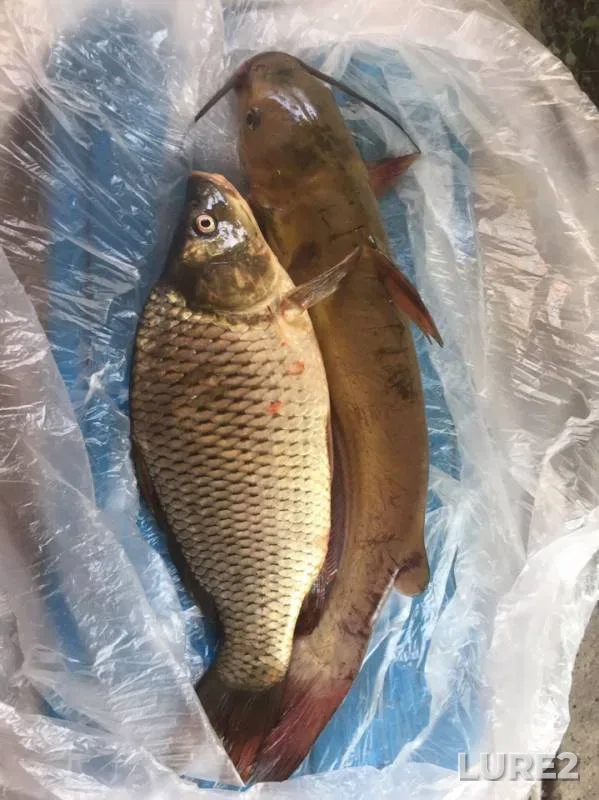 Carp — Kalmius, Jul 23, 2019