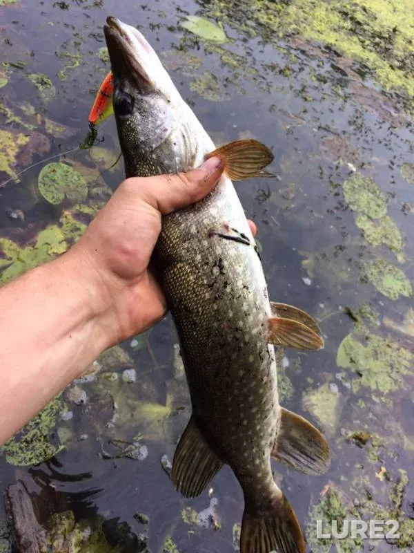 Chub, Perch — Zhayyқ - Ural, Jul 23, 2019