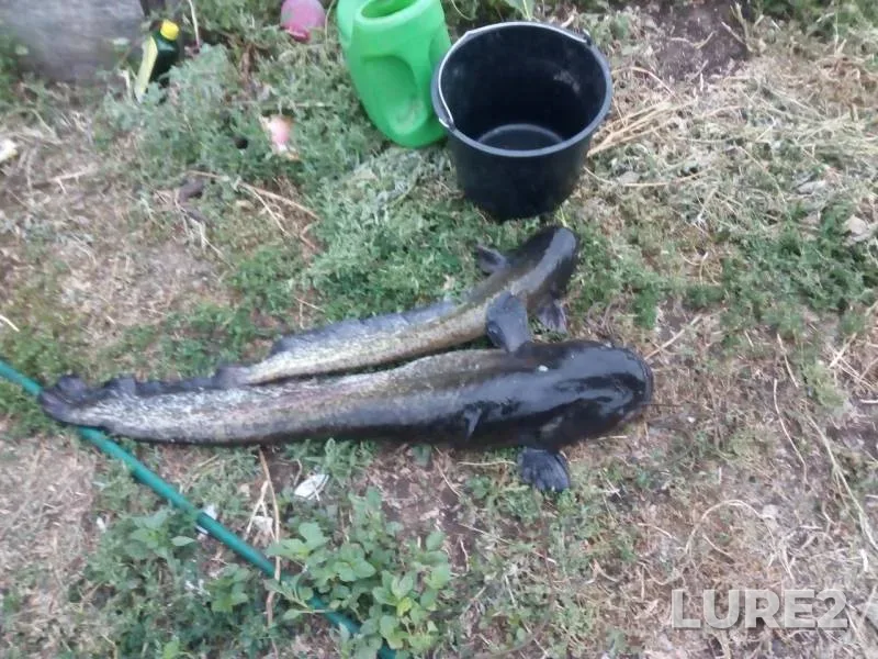 Wels catfish — Orenburgskaya oblast, Jul 17, 2019