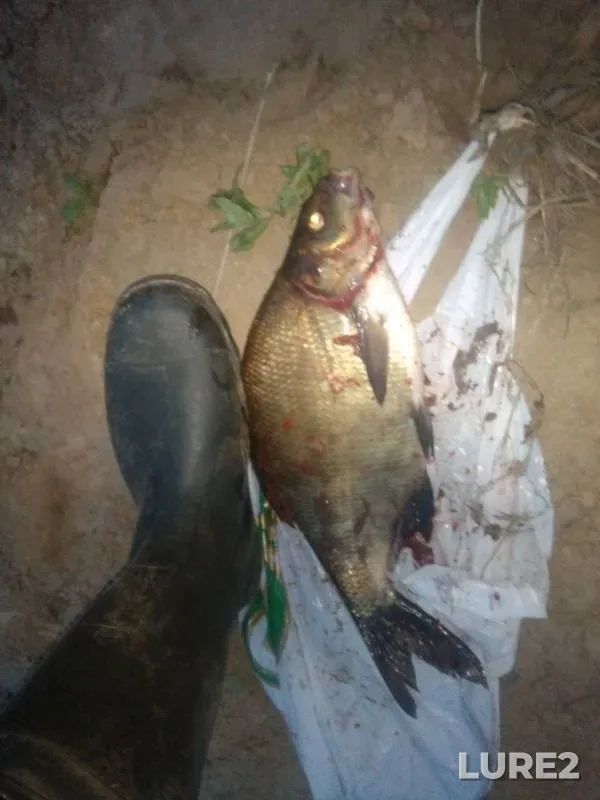 Bream — Msta, Jun 11, 2019
