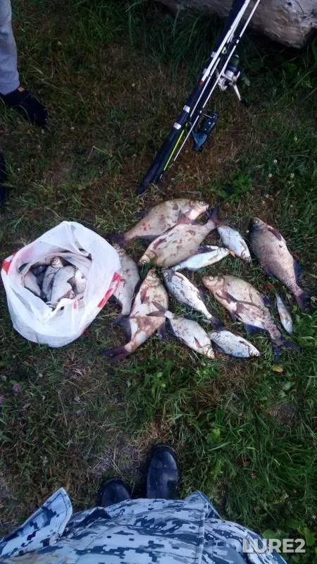 Bream, Wels catfish — Volkhov, Jun 23, 2019