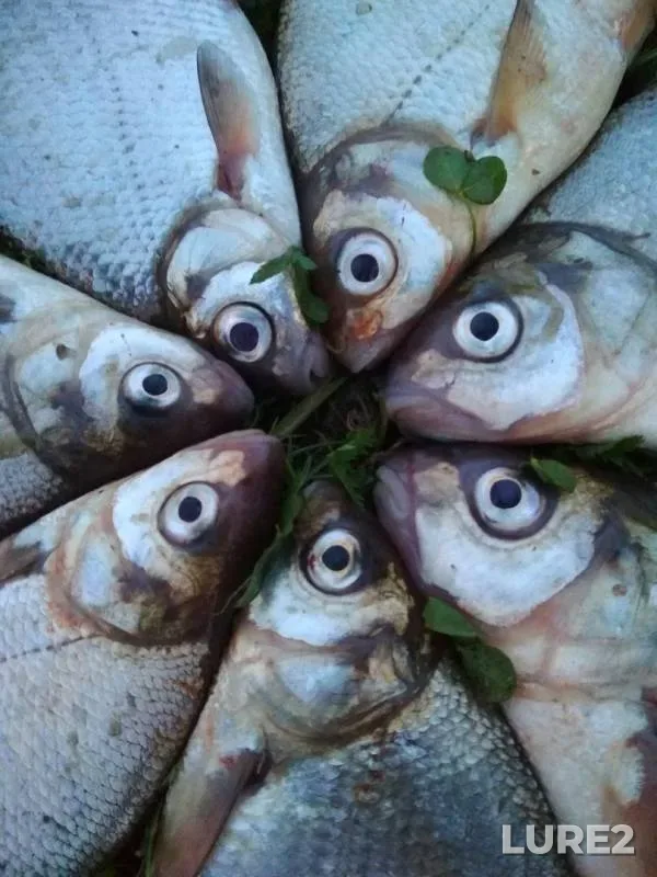 Bream — Robeyka, Aug 20, 2019