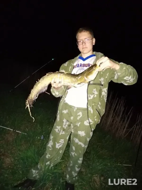 Wels catfish — Voronezh, May 09, 2019