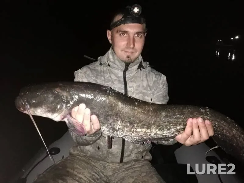 Wels catfish — Matyra, Jul 11, 2019