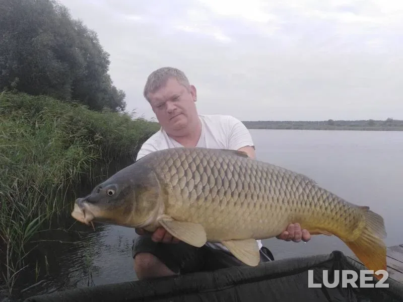 Carp, Crucian carp — Telelyuy, Aug 08, 2019