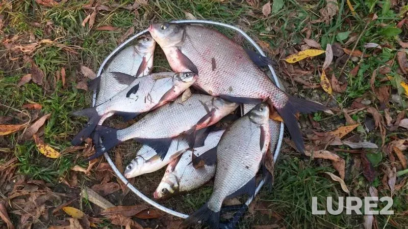Bream — Moskva, Oct 20, 2019
