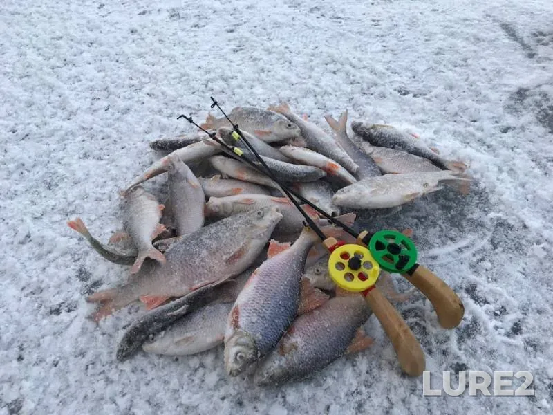 Bream, Perch — Beloyarskoye, Nov 22, 2019