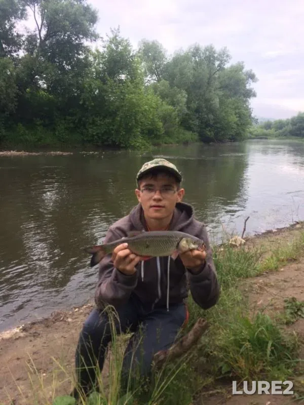 Wels catfish, Chub — Osyotr, Jun 16, 2019