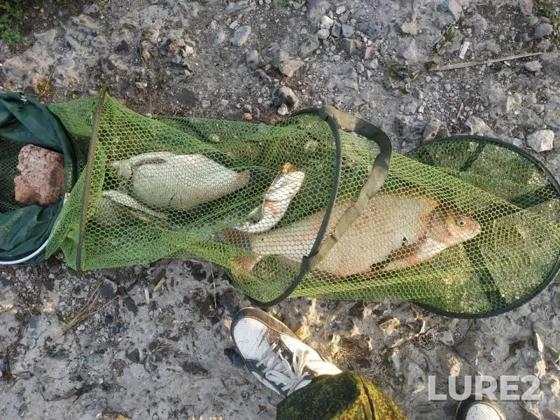 Bream, Wels catfish — Don, Aug 02, 2019