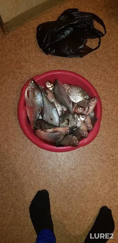 Bream, Crucian carp — Don, Oct 26, 2019