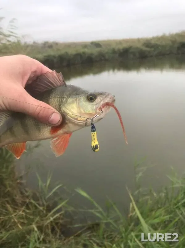 Perch — Dedovskoy liman, Sep 27, 2019