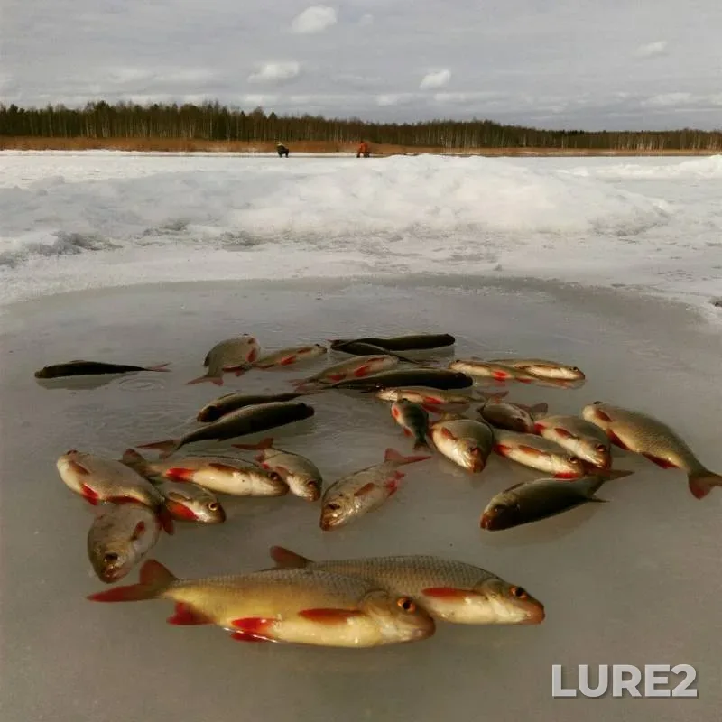 Perch, Rudd — Selizharovka, Mar 06, 2015