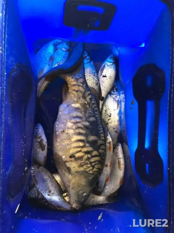 Carp, Roach — Donuzlav, Oct 23, 2018