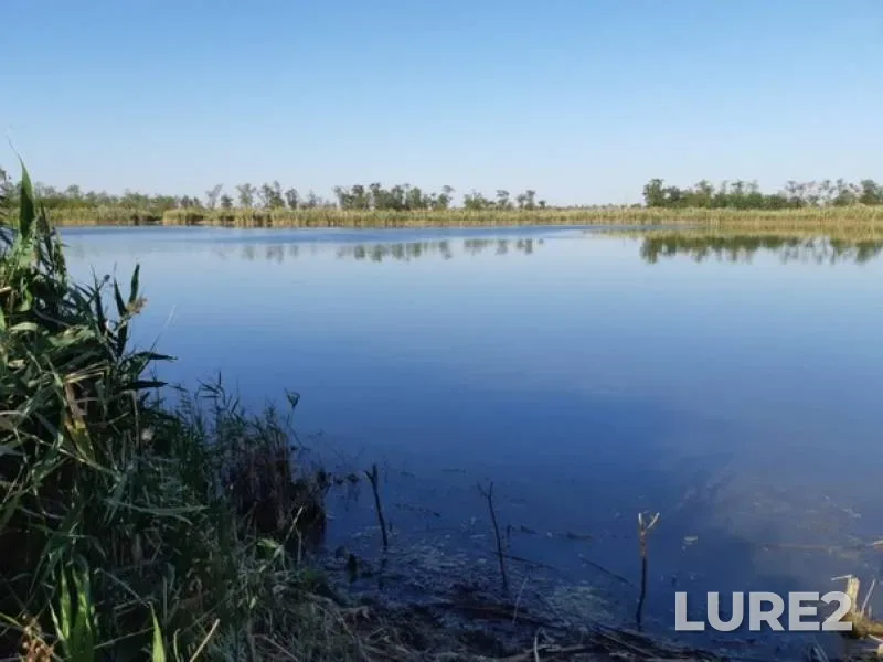 Crucian carp, Perch — Stavropolskiy kray, Sep 20, 2018