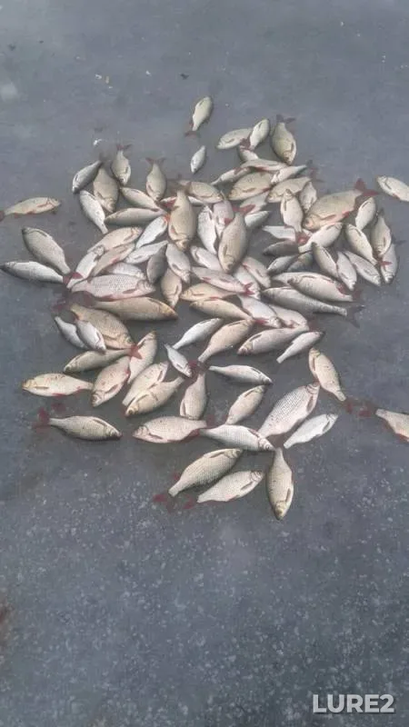 Pike, Roach — Ilmen Khoreymsin, Feb 27, 2018