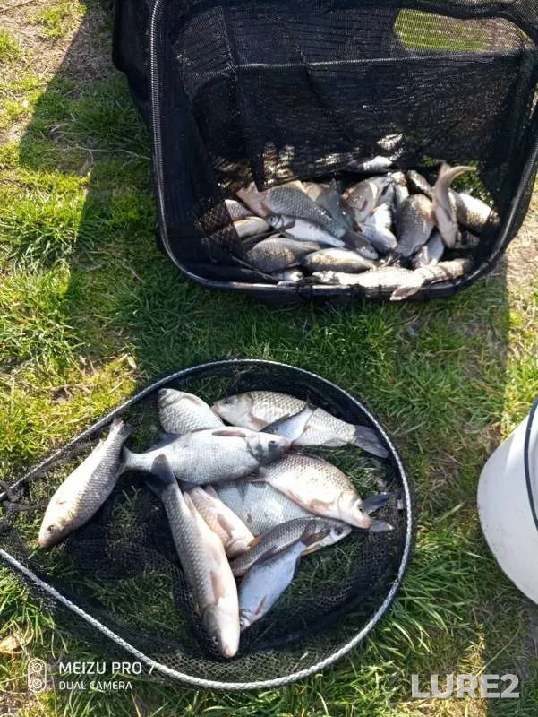 Bream, Crucian carp — Dnestr, Apr 13, 2018