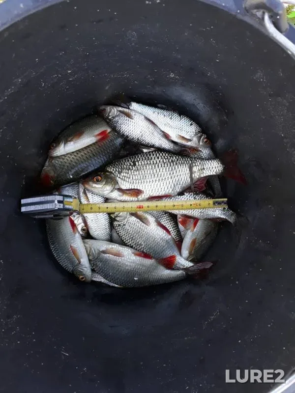 Roach, Rudd — Chelnovaya, May 18, 2019