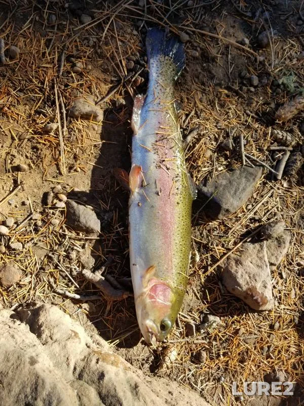 Rainbow trout — Bear Canyon Lake, Apr 28, 2018, 5:01 PM