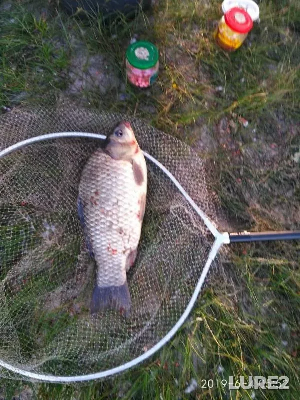 Bream, Crucian carp — Matyra, Jun 09, 2019