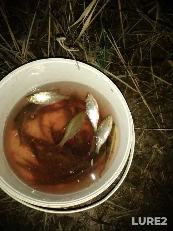 Rudd — Moskovskaya oblast, Orekhovo-Zuyevskiy gorodskoy okrug, Apr 27, 2019