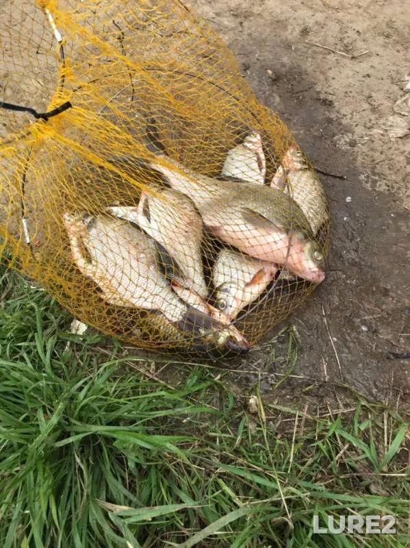 Bream, Roach — Moskva, Aug 03, 2019