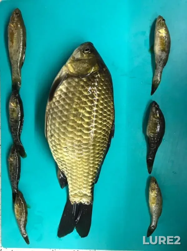 Crucian carp — Krasnoye, May 27, 2019