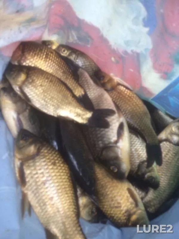 Crucian carp — Skubilka, Jun 01, 2019