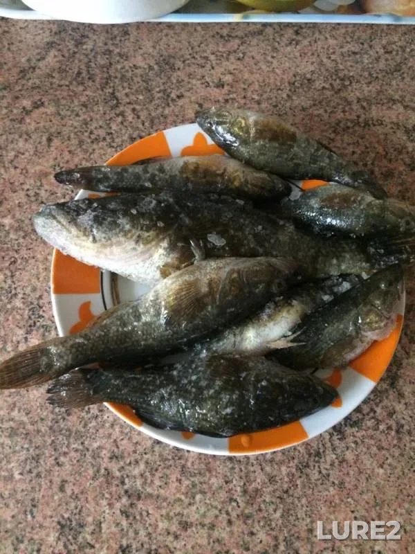 Bream — Irtysh, Nov 24, 2019