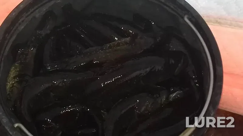 Crucian carp — Om, Nov 12, 2019