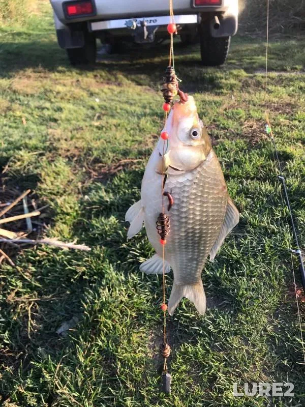 Crucian carp — Yevin, Sep 15, 2019