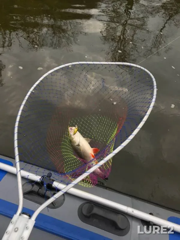 Chub — Dolgoye, Sep 09, 2018