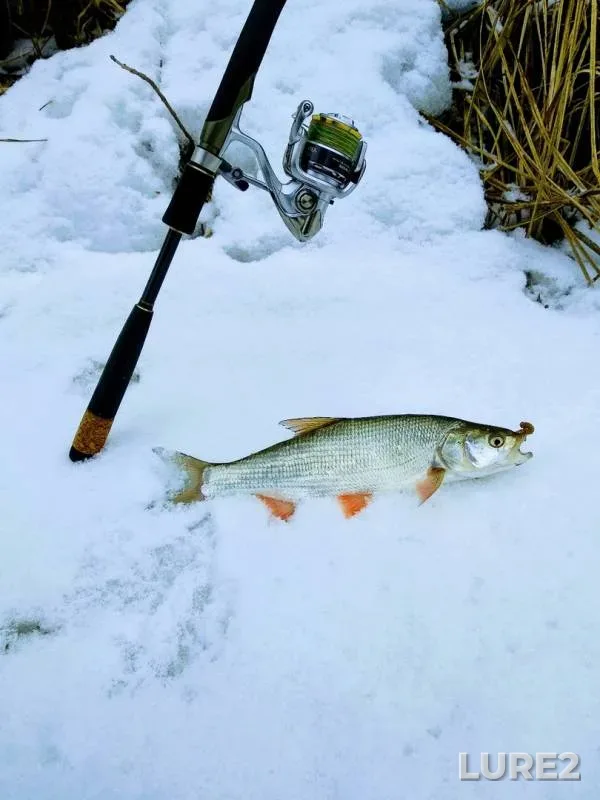 Zander — Sіverskiy Donets / Severskiy Donets, Mar 03, 2019