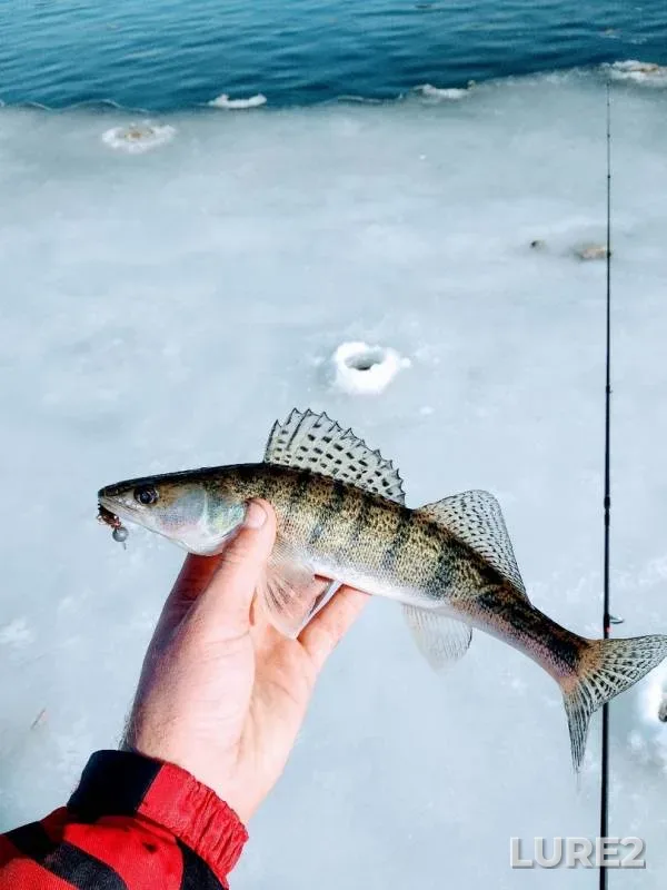 Chub, Perch — Sіverskiy Donets / Severskiy Donets, Feb 17, 2019
