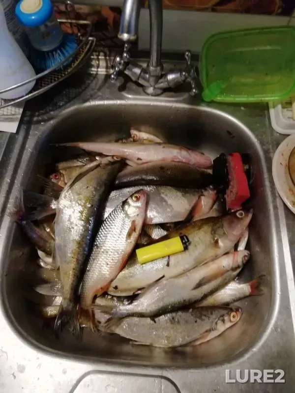 Ide, Zander — Oka, May 10, 2019