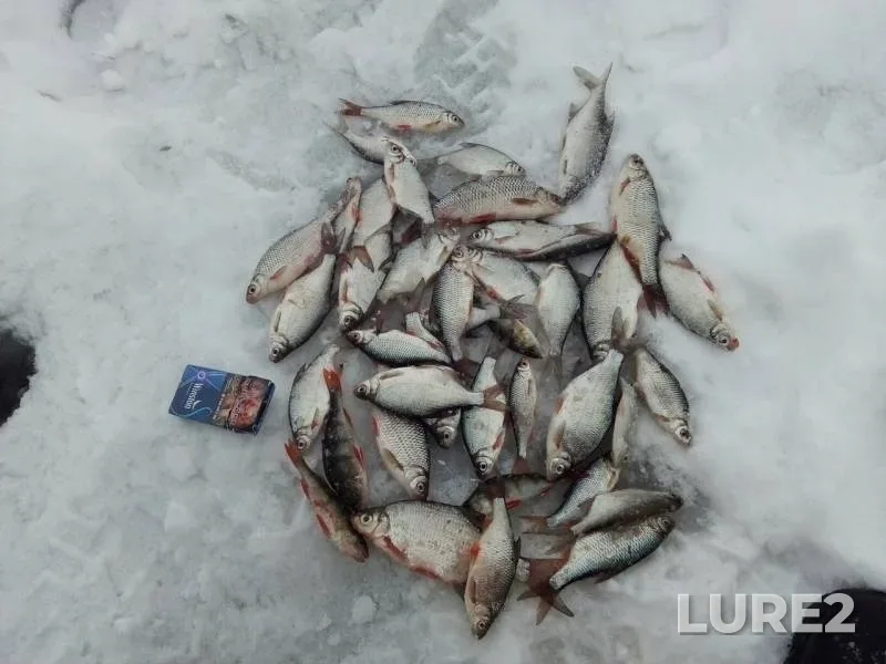 Perch, Roach — Oka, Feb 03, 2019