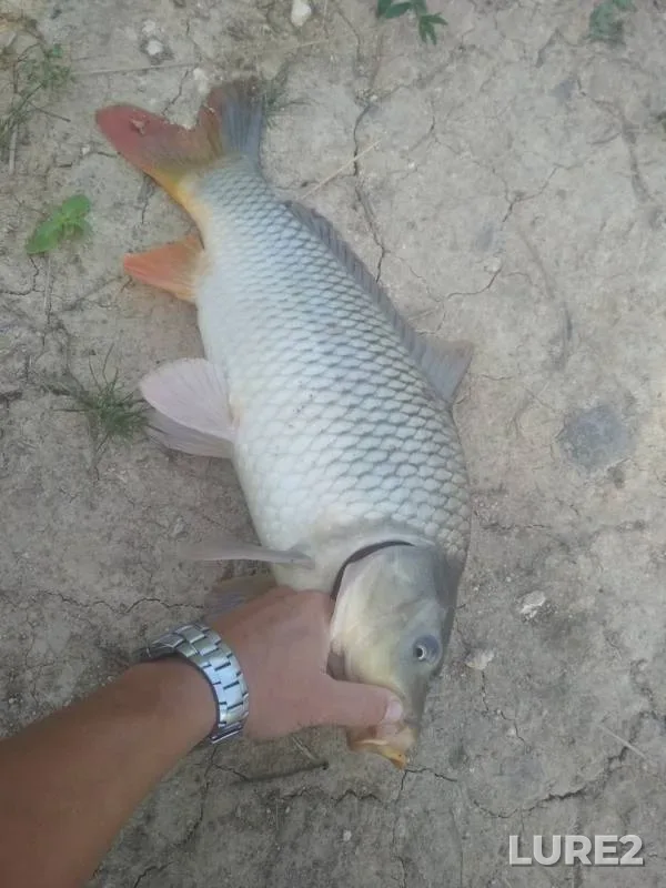 Carp — Poltavska oblast, Aug 26, 2018