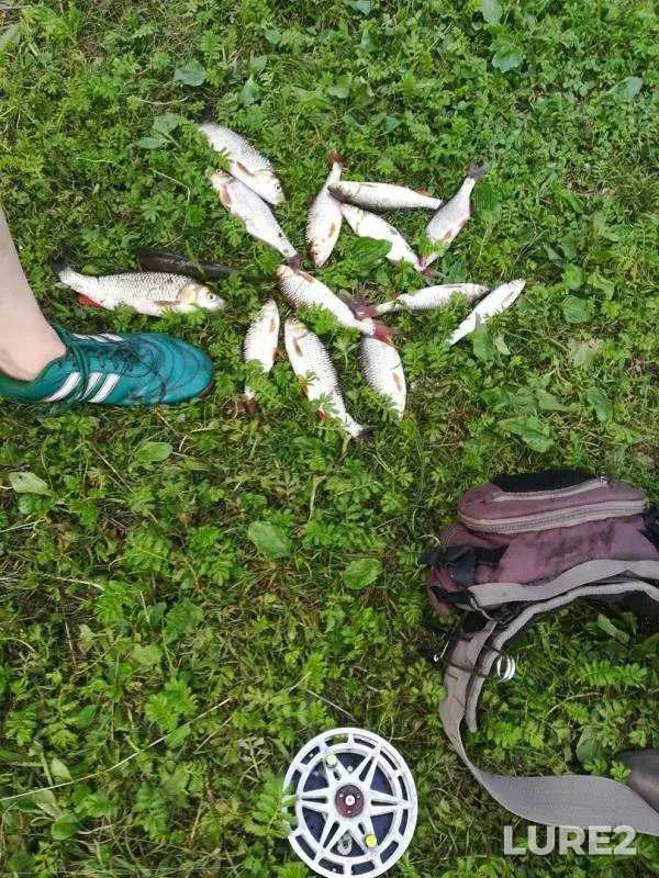 Chub — Bystraya Sosna, Jun 23, 2019
