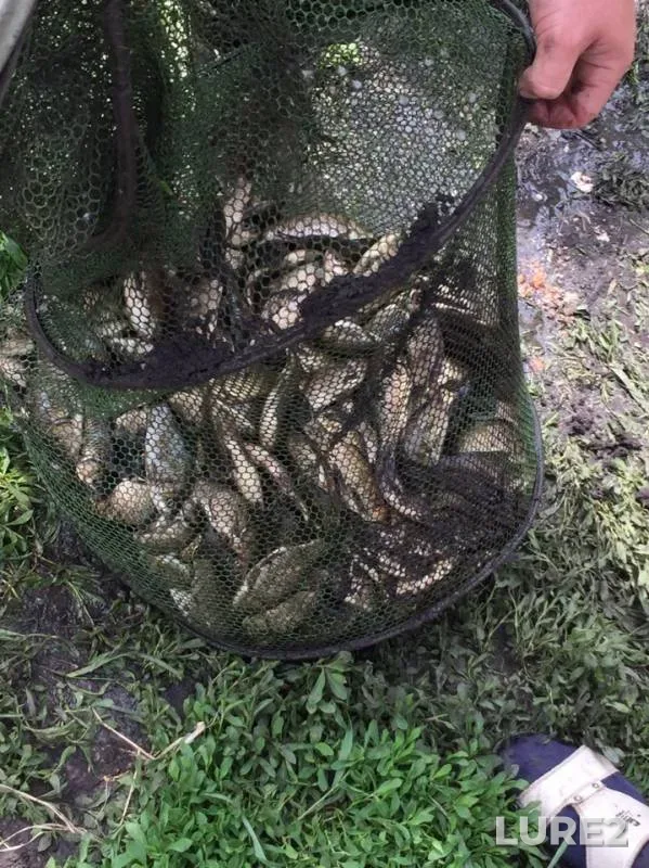 Crucian carp — Lipetskaya oblast, May 14, 2019