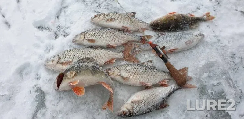 Perch, Roach — Bystraya Sosna, Feb 22, 2019