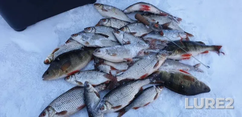 Perch, Roach — Bystraya Sosna, Feb 21, 2019
