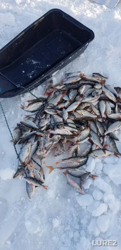Perch, Roach — Svapa, Jan 17, 2019