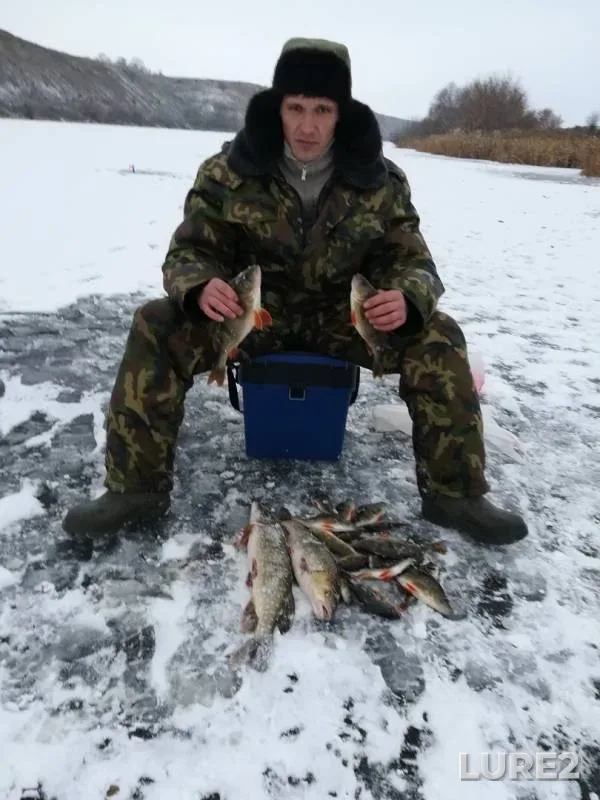 Perch, Pike — Bystraya Sosna, Nov 26, 2018
